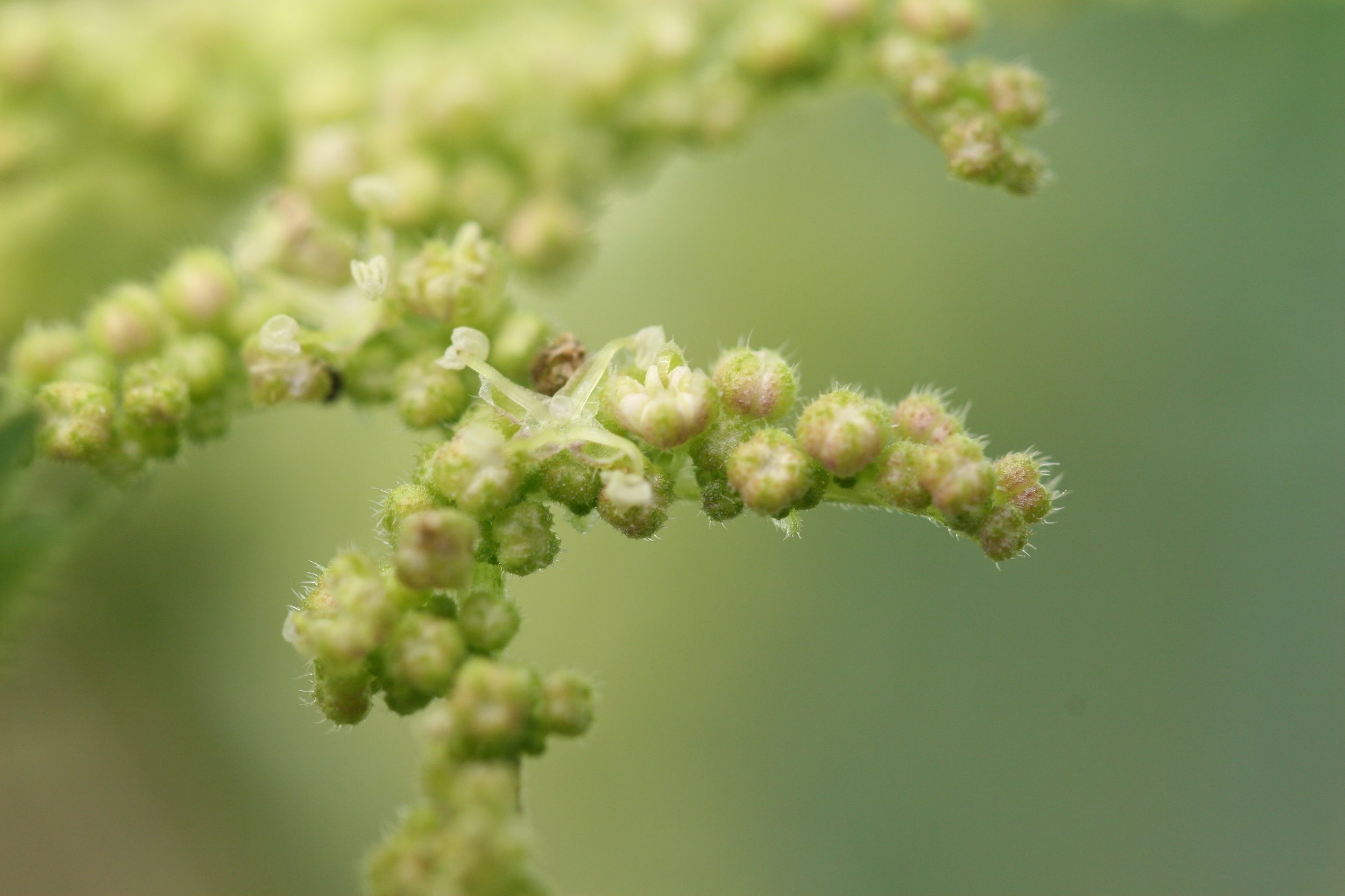 Urtica dioica