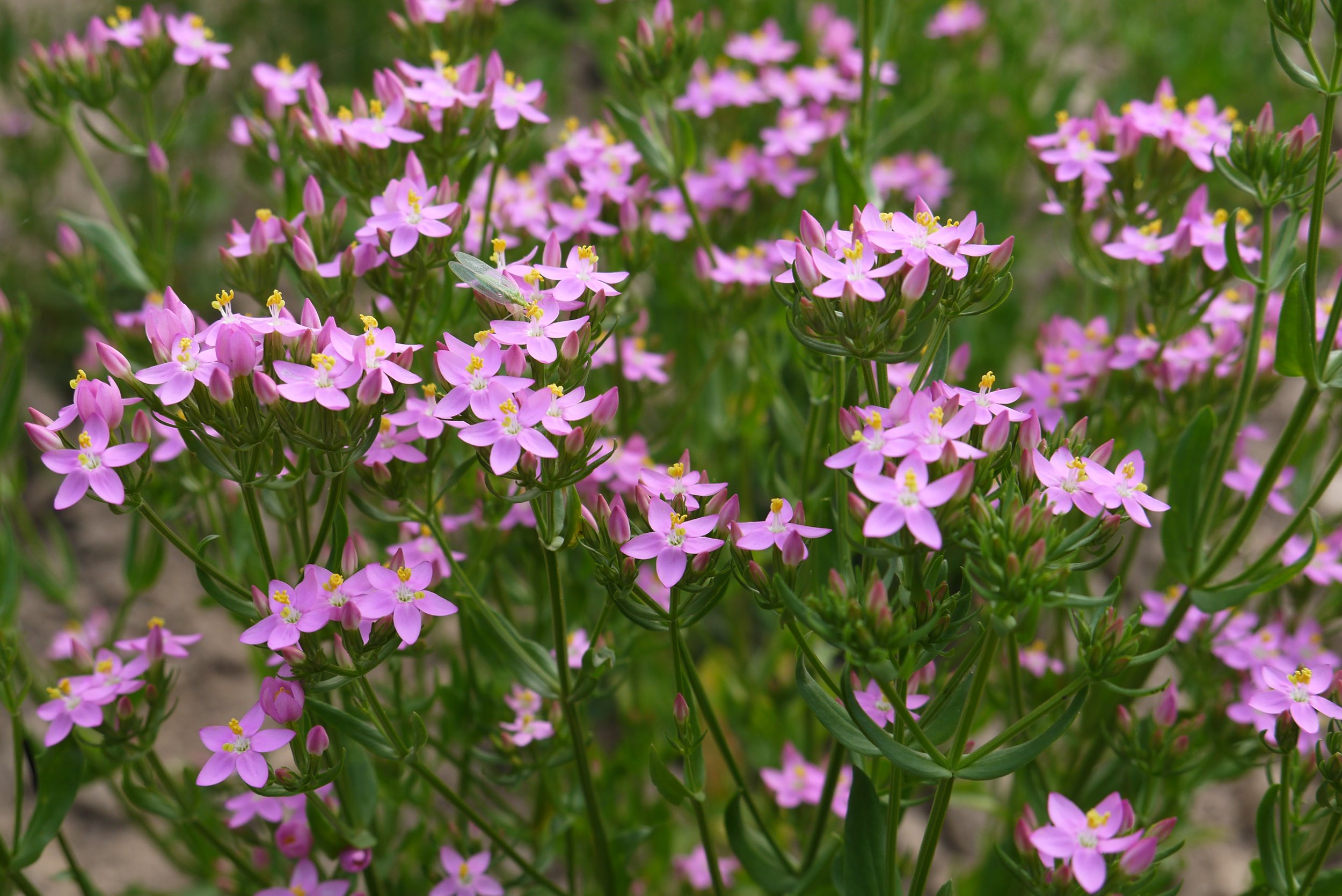 Centaurium erythraea