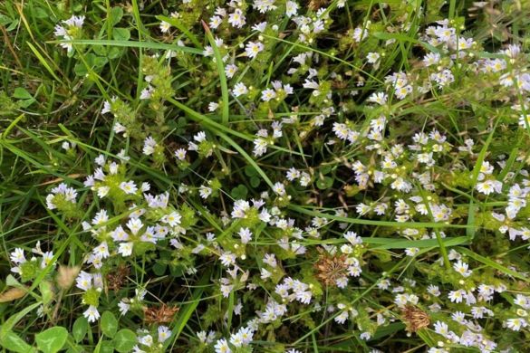 Centaurium.JPG