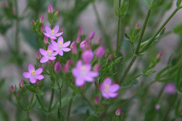 Centaurium.JPG