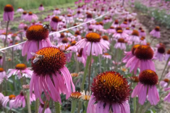 Echinacea angustifolia.jpg