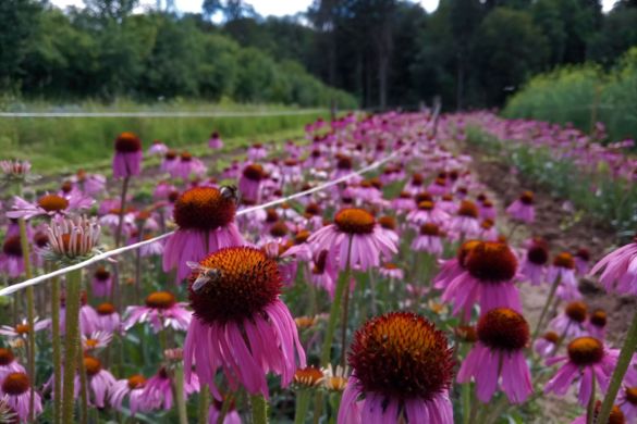 Echinacea_klein.jpg