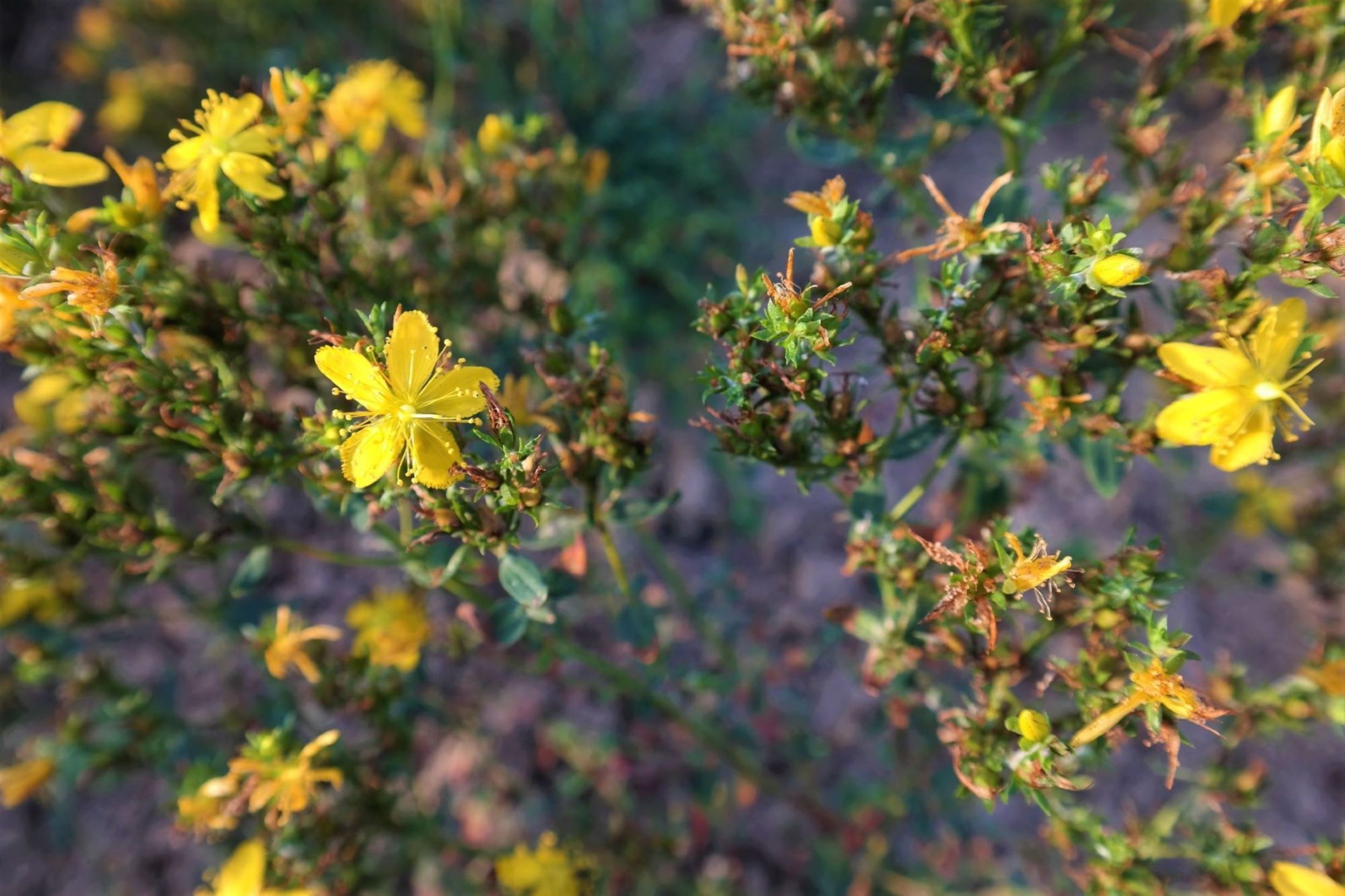 Hypericum_spiegelverkehrt_klein.jpg