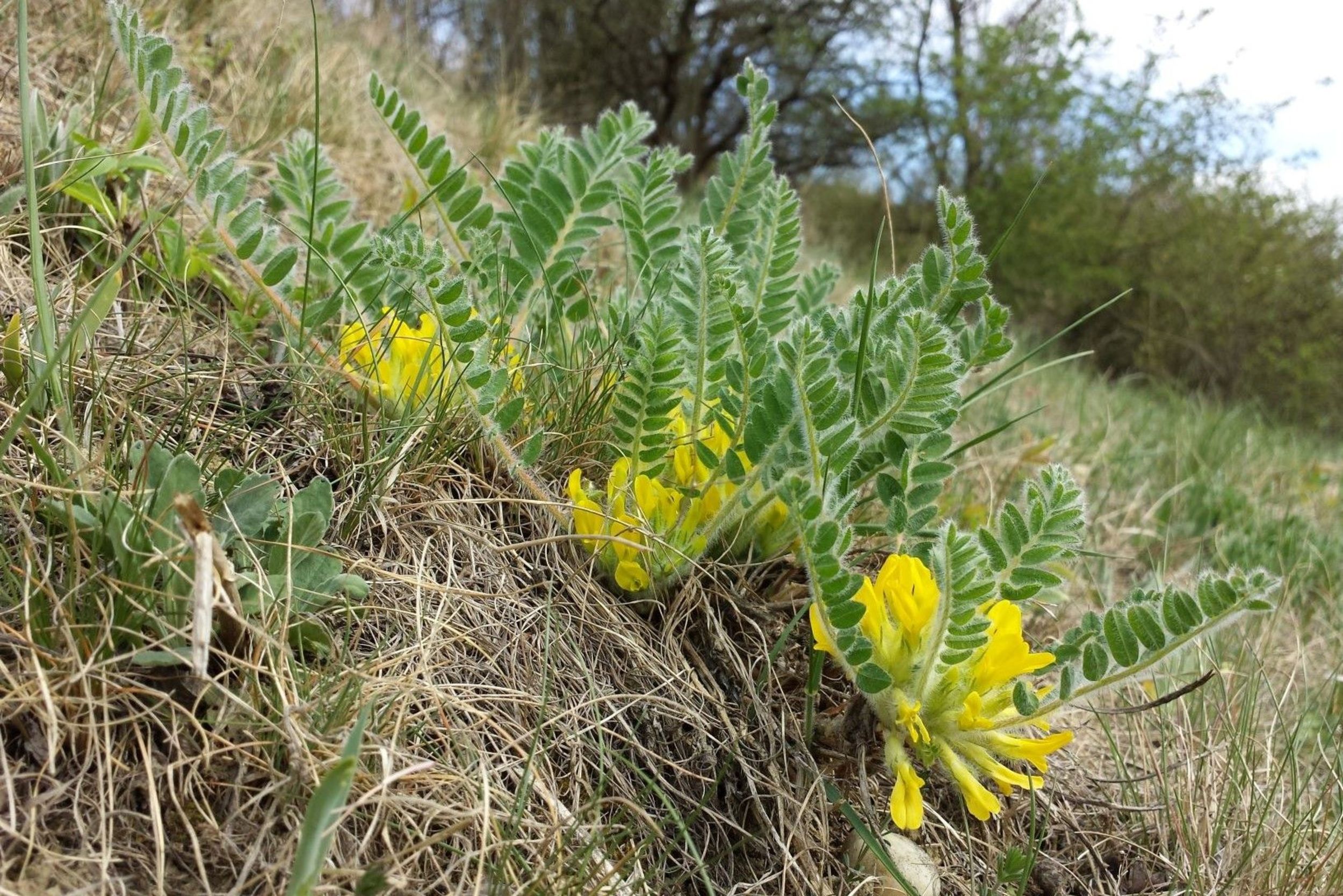 Astragalus_exscapus_sl11_Website.jpg