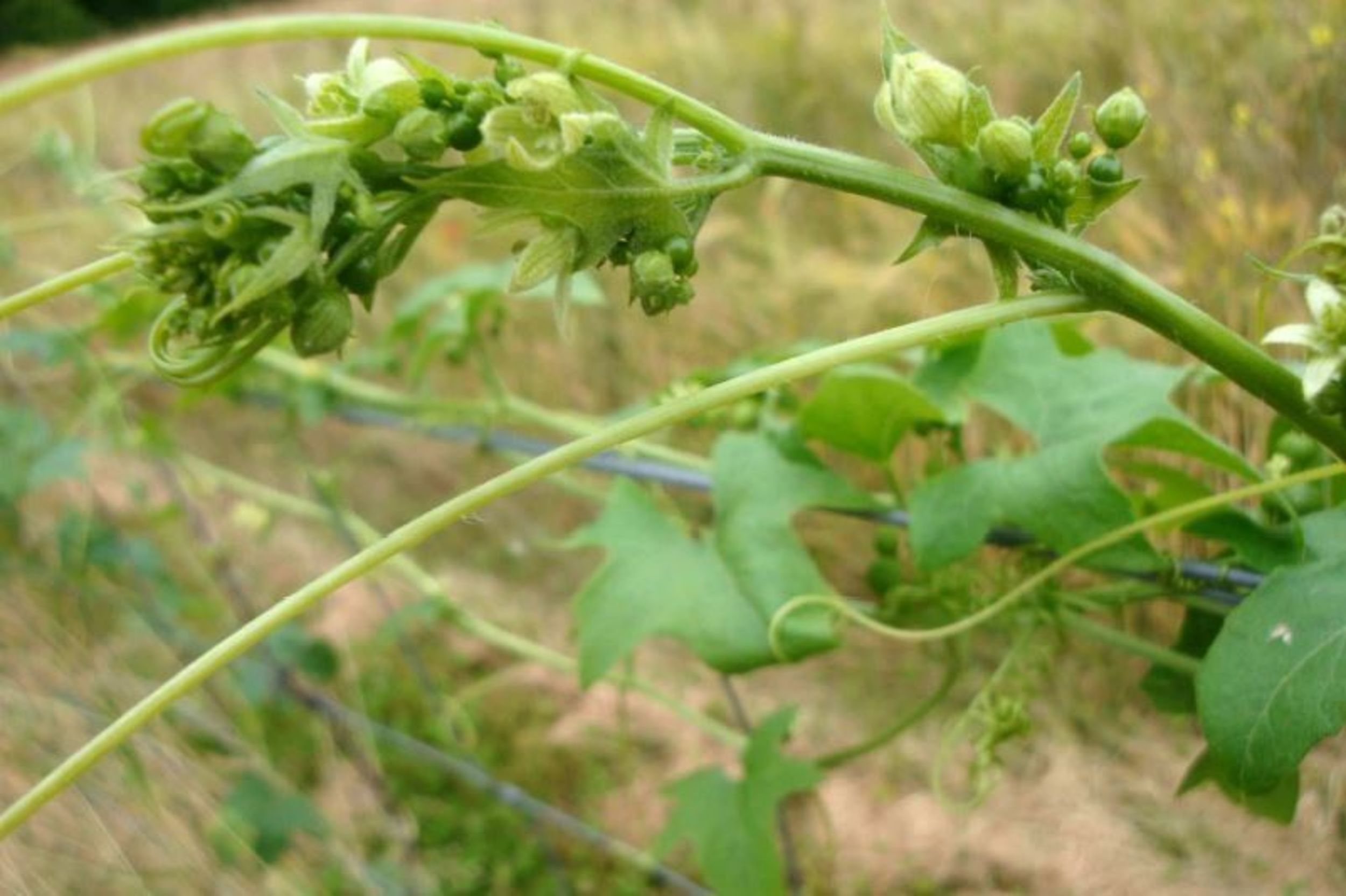 Bryonia dioica.JPG