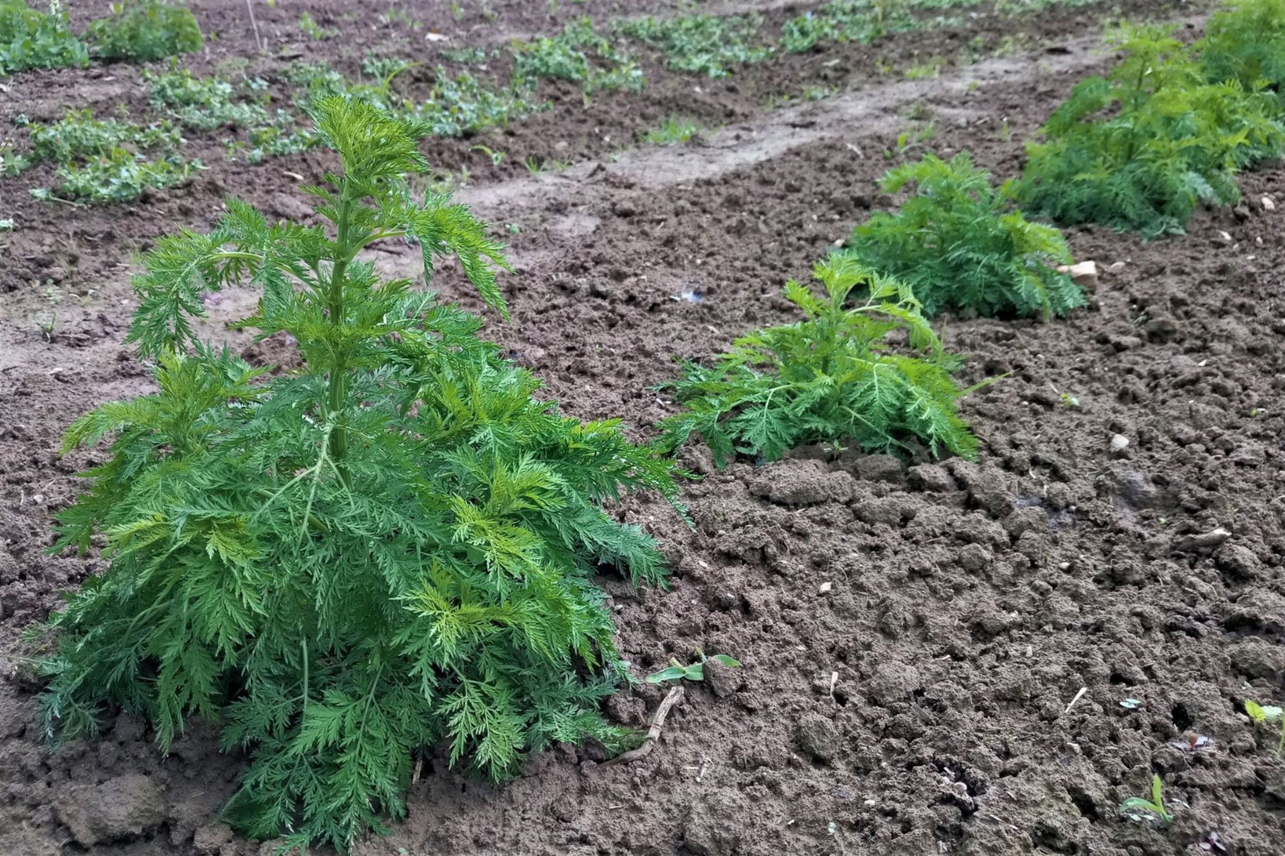 Artemisia annua_1.jpg