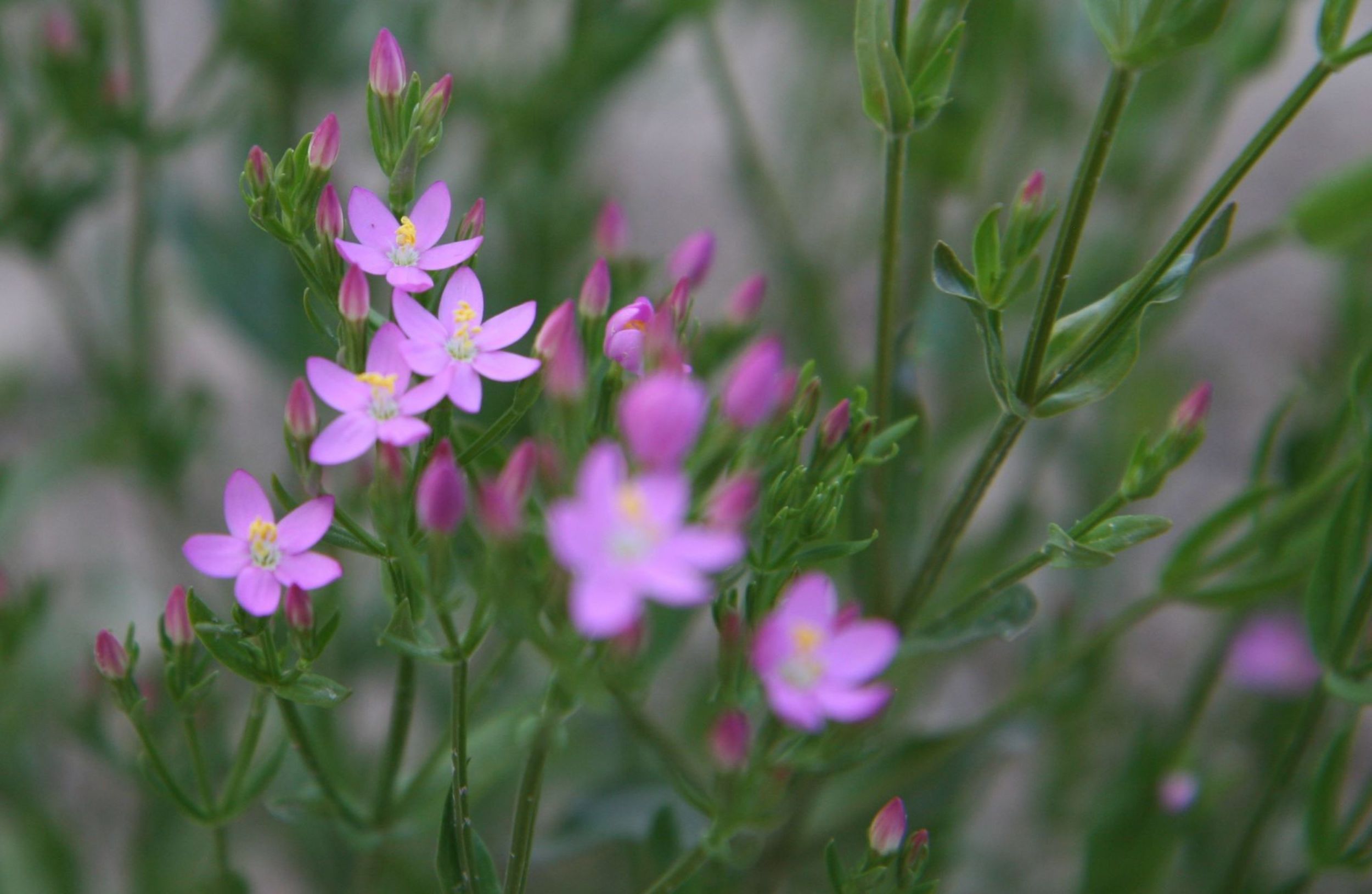 Centaurium.JPG