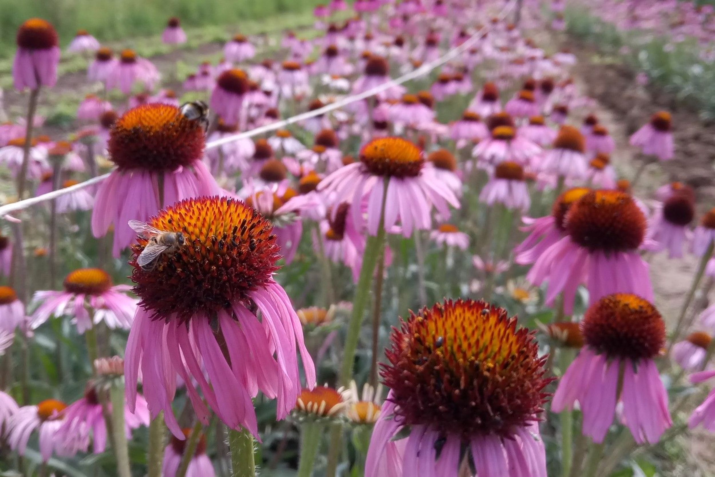 Echinacea angustifolia.jpg