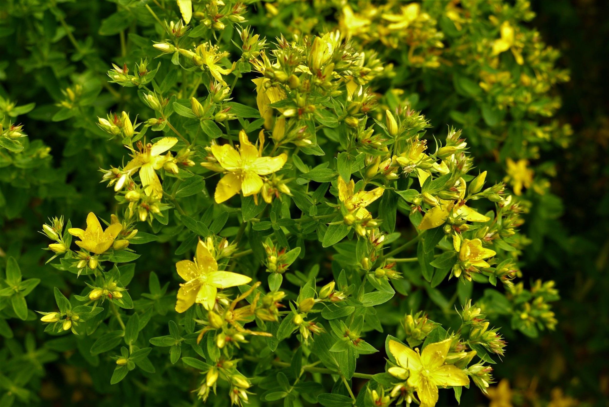 Hypericum.jpg