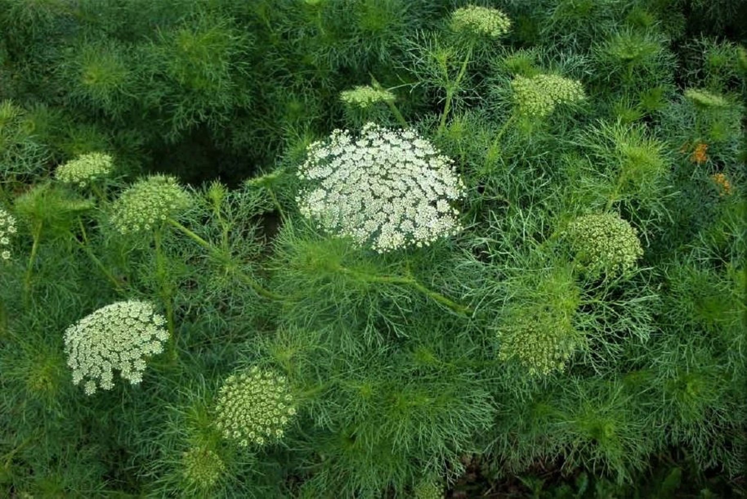 Ammi_visnaga.JPG