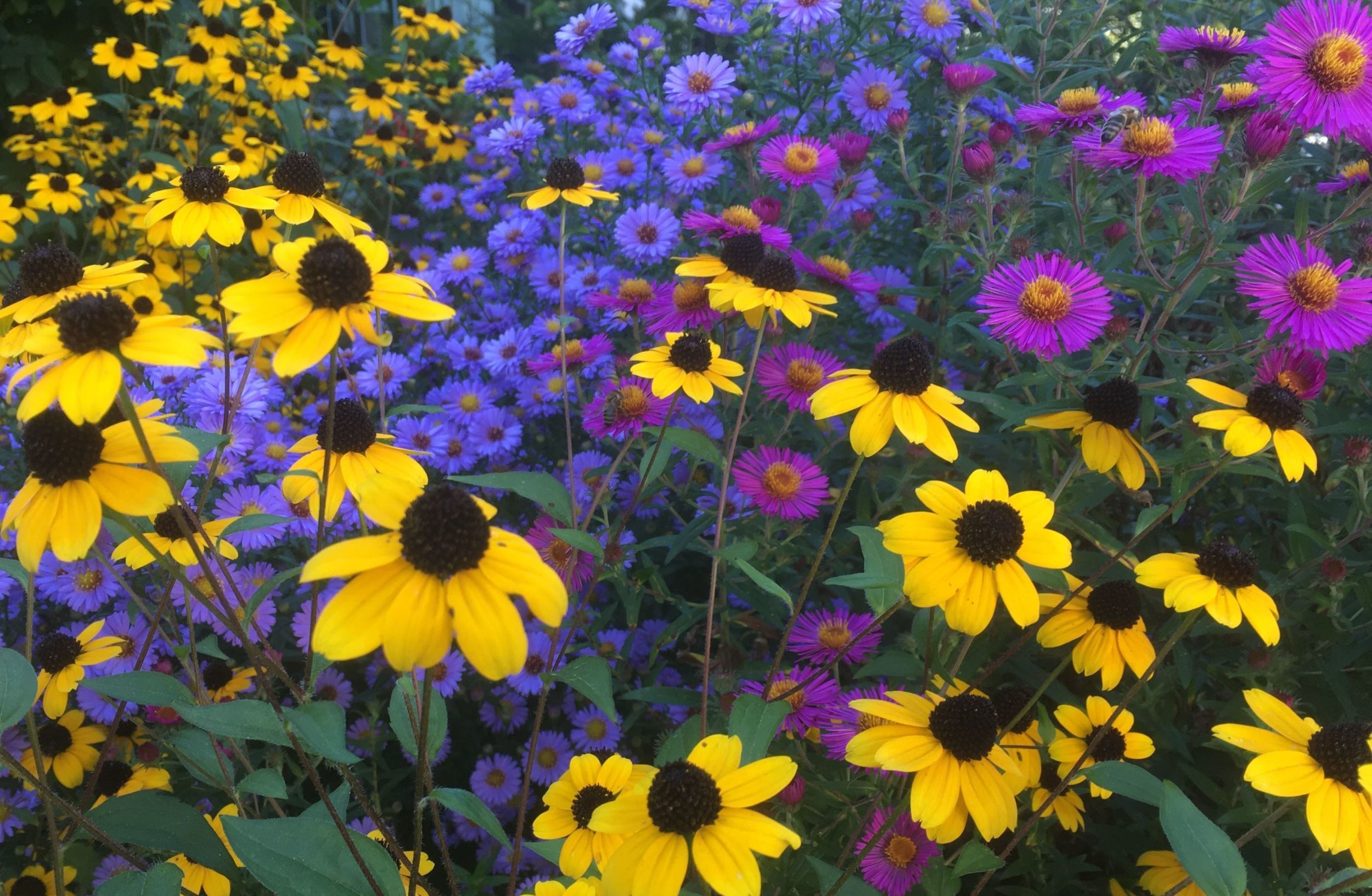 Julias Garten.JPG